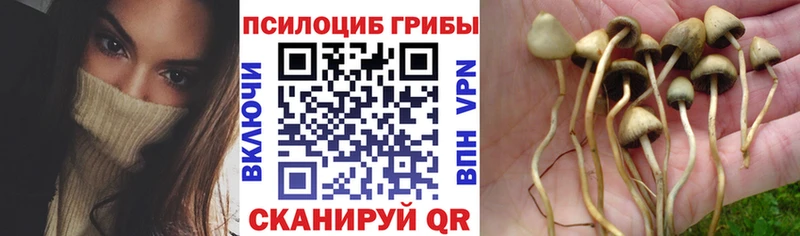 магазин продажи наркотиков omg ССЫЛКА Псилоцибиновые грибы Cubensis Салехард